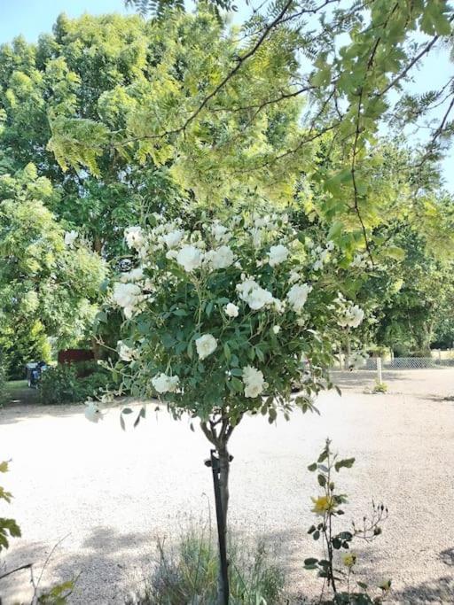 Domaine Des Cerisiers Lägenhet Berville-sur-Mer Exteriör bild
